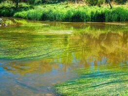 BASSINS DU VAL D'EUROPE : ATTENTION AUX CYANOBACTERIES