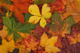 RAMASSAGE DES FEUILLES ET SALAGE DES TROTTOIRS