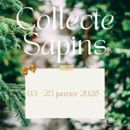 COLLECTE DE SAPINS