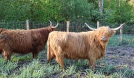 LA ZEC ACCUEILLE DÉSORMAIS DES VACHES HIGHLAND